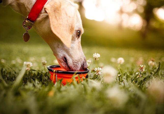 8-tips-to-keep-your-dog-cool-in-summer-1-Provide-plenty-of-fresh-drinking-water