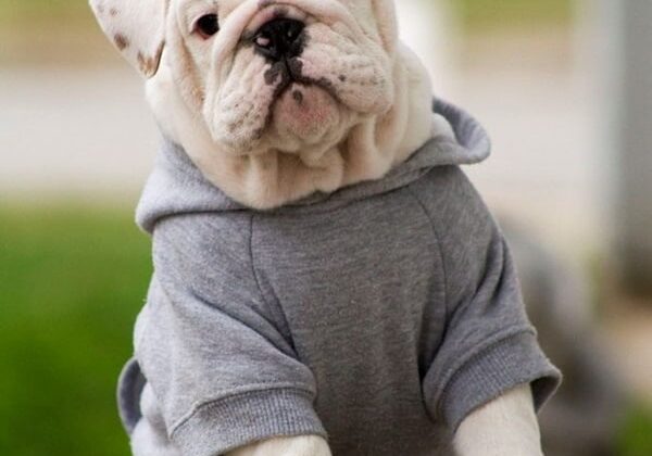 Pictures-Of-Pets-Wearing-Clothes-23