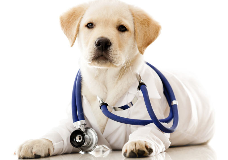 dog-vet