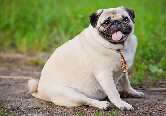 Little fat pug sitting on sidewalk in summer park